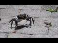 Blue Land Crab in Florida in HD