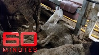 Raw and uncut: Inside Australia's live, long-haul exports | 60 Minutes Australia