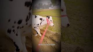 Five Star Yai Hai Punjab Ki Hf Cow Ke Top Bread Seman Ke Heifer Campian Heifer .