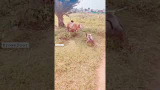 Bull Dog Vs Sheep Who Will Win Vs