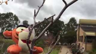 The Climbing Tigger | Tigger's Adventures! S01 E02