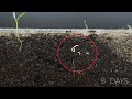 Root Maggots Eating Carrot Time Lapse