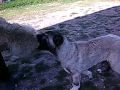 Kurt vs Kangal