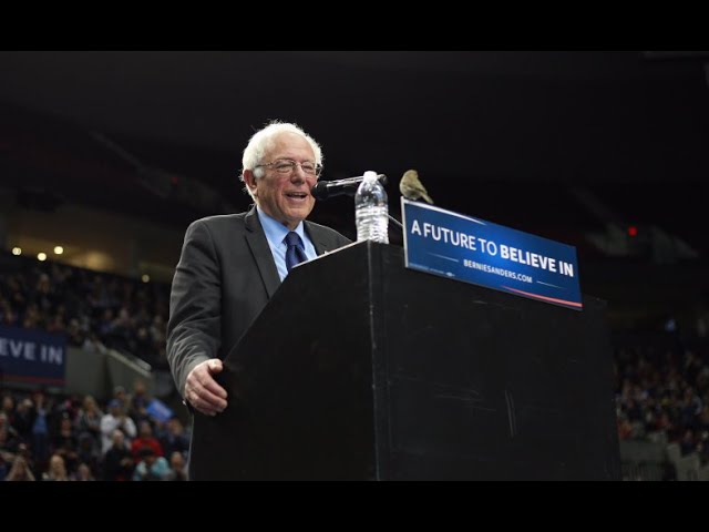 Bird Lands On Bernie Sanders’ Podium During Speech - Video