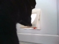 Staywell, Mr Tiddles destroys brand new locked Cat Flap