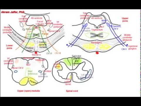 Pons, simplified sections of internal structure - YouTube