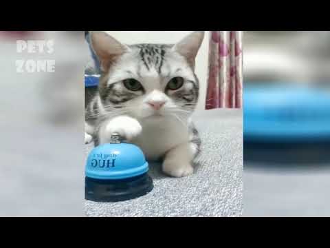 Cute Cats and Dogs 2019 Best Funny Pet Videos