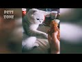 Cute Cats and Dogs 2019 Best Funny Pet Videos