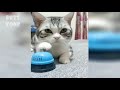 Cute Cats and Dogs 2019 Best Funny Pet Videos