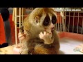 Distraction: Slow loris eats a rice ball