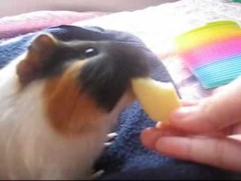 Long Haired Guinea Pig Pictures. long-haired guinea pigs