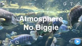 Watch Atmosphere No Biggie video
