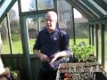 Tomato plants growing from seeds in the UK, Part 2, Join me to learn how to and get many tips