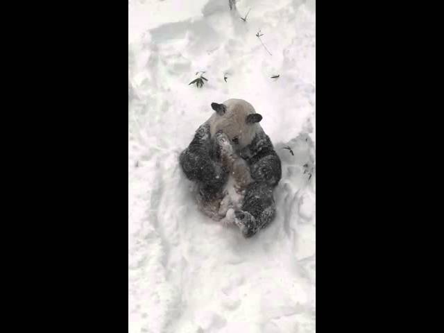 Panda Plays In #Blizzard2016 Snow - Video