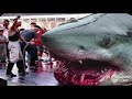 Megalodon Shark images Megalodon Shark