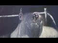 TateShots: Damien Hirst on Francis Bacon