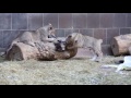 Omaha zoo announces names of 5 lion cubs