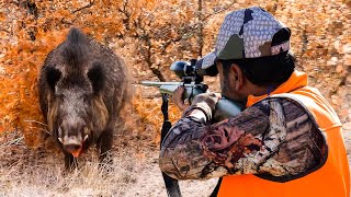 Giant Wild Boar Attack Breathtaking Moments, Incredible Rifle Shots