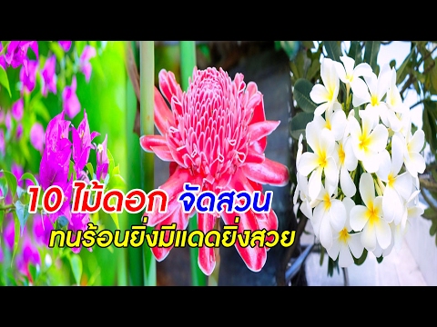 10 ไม้ดอกจัดสวนทนร้อนยิ่งมีแดดยิ่งสวย