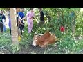 sembelih lembu