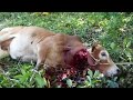 sembelih lembu