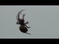 Chovendo Aranhas