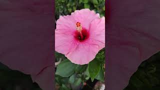 The Beautiful Hibiscus Flowers, Jaba Phool, Beautiful Mandaram Puvulu. , Shorts,