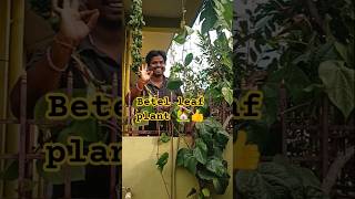 Betel Leaf Plant At My Garden