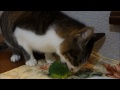 ブロッコリーが大好きな猫ミルキー　Cat that eats broccoli