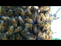 Honey Bee Swarm Behavior Up Close and Personal
