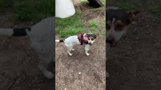 Josh rescued, now in his forever home.