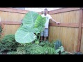 gigantea