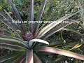 planter les kiwis