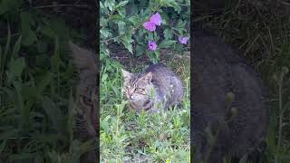Resting Cat In The Grass / Кошка В Траве Отдыхает