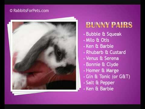 Names For Rabbits - 40 Super Cute Names For Rabbits - YouTube