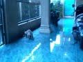 Kucing Garong Ml Di Kosan images Kucing Garong Ml Di Kosan