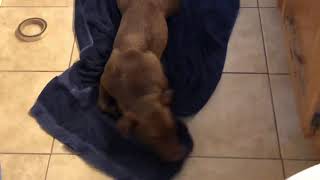 Evee Bath Time Patterdale Terrier