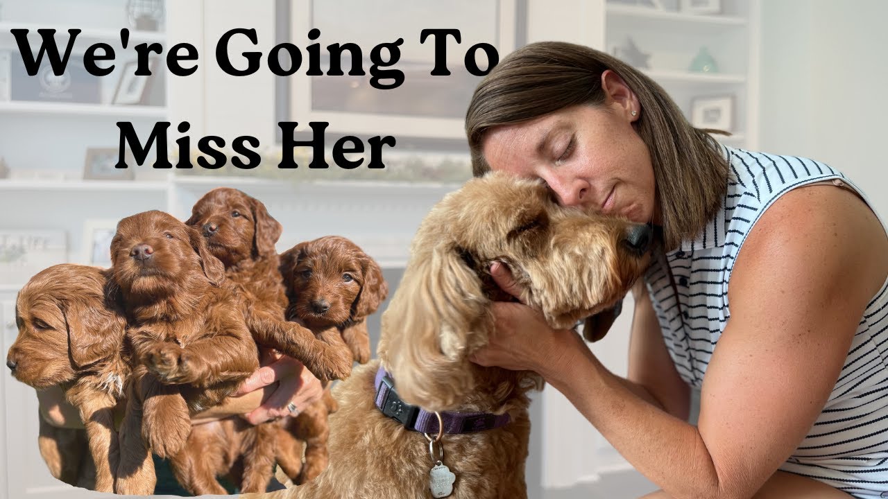 Mom Separted From Her Puppies - Week 3