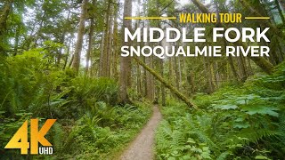 Middle Fork Snoqualmie River Trail Boyunca Orman Yürüyüşü Rahatlatıcı Seslerle Yürüyüş