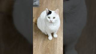 Cat Of The Week Sterling