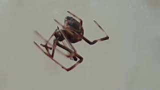 Juvenile Redback Spider Self Grooming - Australias Latrodectus Helti