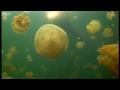Snorkling with golden jellyfish - Pacific Abyss - BBC