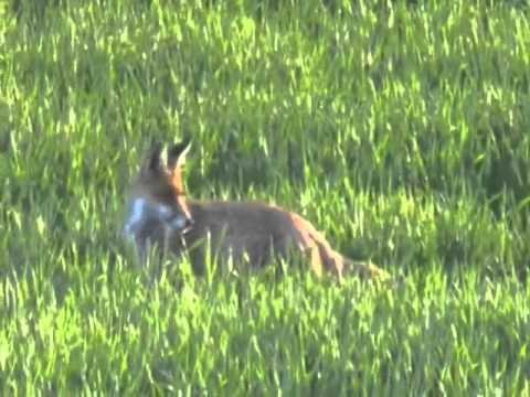 Wunderbar Video