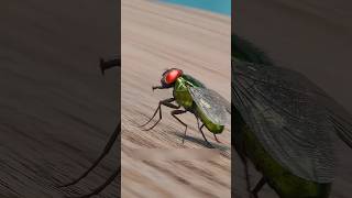 La Rapidité Dune Balle Et Celui Dune Mouche