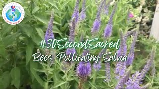 30-Second Sacred: 7. Bees pollinating Salvia