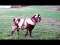 MAX Boer Goats IMAX 3-D (Semen - LOT of 5 Straws) 2011 SPRING SPOT-ACULAR SALE