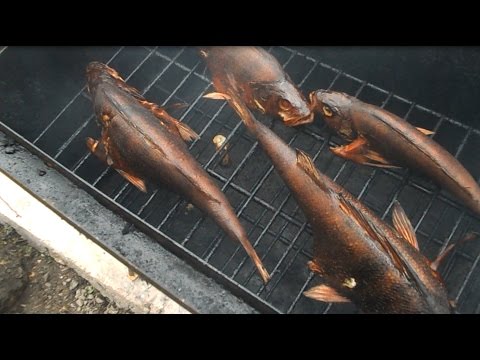 как коптить окуня на даче | how smoke perch at the cottage как коптить окуня на даче | how smoke perch at the cottage