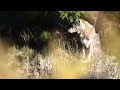 Coyote suprised Dec.-2011 / -  Kojote morgens beim sonnen ueberrascht.