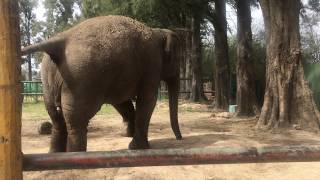 Elefante Fazendo Xixi - Tiago Harris Em Lujan - Tiagoharris1