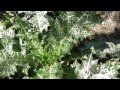 αγκάβανος - γαιδουράγκαθο - σίλυβο - Silybum marianum (18-3-2017)